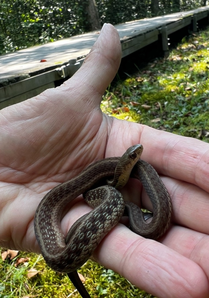 Eastern Garter Snake